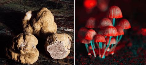 The Origins of Magic Truffles: Tracing Their History and Cultural Significance